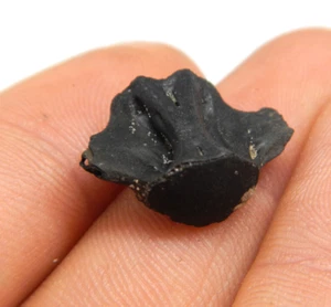 Fossil Gar Vert Wirbel Florida Fischgräte versteinert SELTENER STANDORT, mineralisiert - Bild 1 von 4