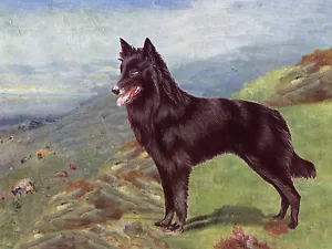 BELGIAN SHEPHERD DOG ON HILLSIDE LOVELY GREETINGS NOTE CARD - Picture 1 of 1