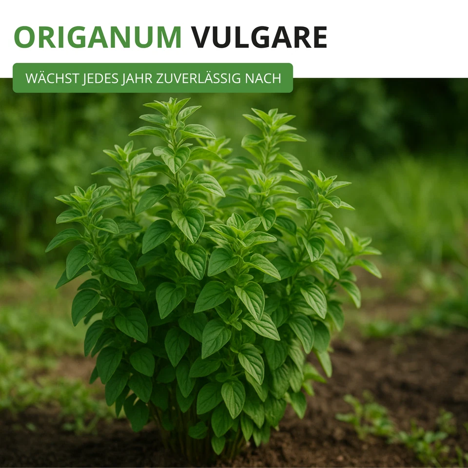 Oregano Mehrjährig Samen - Origanum vulgare - Oreganosamen - Bild 1 von 4