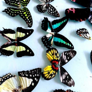 50/100x Real Butterfly Wing Specimens Jewelry DIY Craft Artwork Art Material Fun - Picture 1 of 8