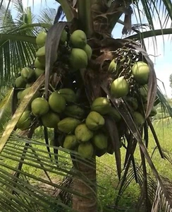 Coconut Seeds  Organic  Coconut seed sprouted one seed from the island of PR - Picture 1 of 9