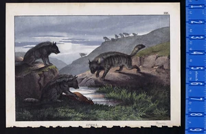 Striped hyaena (hyena) 1875 AFRICA, WILD ANIMALS LITHOGRAPH - Picture 1 of 1
