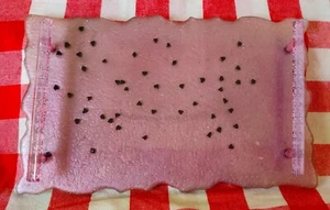 Watermelon style handmade resin tray made with food grade resin - Picture 1 of 5