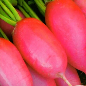 Radieschensamen Rettich Jutrzenka rosa Radieschen eiförmig mild 200 Samen Nr.132 - Bild 1 von 1