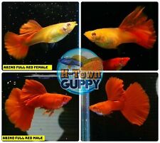 1 TRIO - Live Aquarium Guppy Fish  Grade A++  High Quality - Albino Full Red 