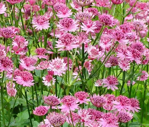 ASTRANTIA MASTERWORT PURPLE Astrantia Major - 100 Bulk Seeds - Picture 1 of 1