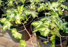 Pianta Ederina Edera dorata variegata