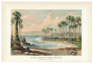 1898 Antique Chromolithograph Palm Trees Ceylon Sri Lanka Tropical Beach - Picture 1 of 1