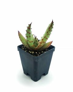  ALOE FEROX VAR MARLOTHII 1 PIANTA IN VASO 7X7X8cm   succulenta no cactus agave 