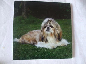 Magnetblattheft - SHIH TZU - Bild 1 von 1
