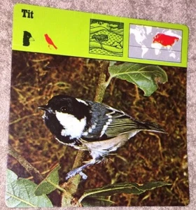 VINTAGE Bird Species CARD - Tit - 1975-1976 PRINTED IN JAPAN - Picture 1 of 4