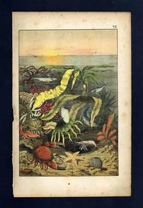 L'OURSIN, LA CREVETTE, LE CRABE, LES ALGUES gravure Histoire naturelle 1880 - Imagen 1 de 3