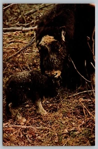 Postkarte Domestic Moschus Oxen College University of Alaska AK Quivut Baby Kalb - Bild 1 von 2