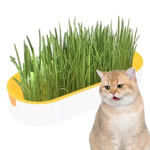 Cat Grass Planting Box Plant Growing Kit Hydroponic Cat Grass Soil-Free Planter - Picture 1 of 10