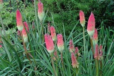 Kniphofia uvaria | Red Hot Poker | Torch Lily | Tritoma | 10 Seeds - Image 1 of 4