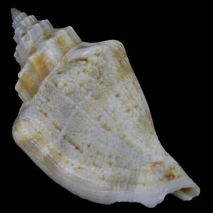 STROMBUS (Canarium) URCEUS (Negros Isl., Philippines) 41.6mm #41056 - Picture 1 of 4