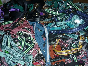 Soporte sorpresa soporte potro Shetty pony sangre completa sangre caliente sangre fría - Imagen 1 de 1