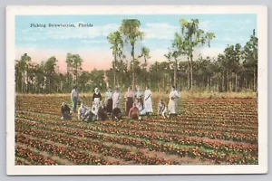 cartolina RACCOLTA FRAGOLE in FLORIDA 1915-1930 - Foto 1 di 2