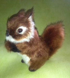 OACHKATZL, EICHHÖRNCHEN - Bild 1 von 7