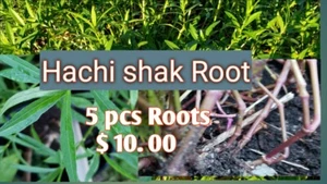 Hechi Shak Root - 5 pcs, $10 - Picture 1 of 4