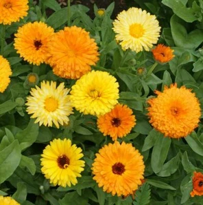 Calendula - Fiesta Gitana - 20+ seeds - Graines - Semillas - Samen - Ed 060 - Picture 1 of 1