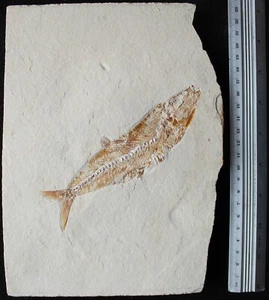 Scombroclupea 14 -Perfect Preservation & Amazing Natural Color - Fossils Lebanon - Picture 1 of 2