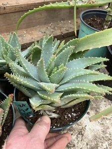 Aloe brevifolia Short-Leaf Aloe Succulent 6" Tall 7"Wide #26G - Picture 1 of 13