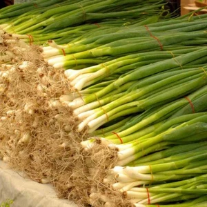 1000+Green Bunching Onion-Bei Cong  Seeds,  NON-GMO, FREE SHIPPING USA Seller - Picture 1 of 4