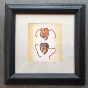 Aquarell Bild Heuschrecke Kopf gerahmt schwarzer Holzrahmen Insekt - Bild 1 von 5