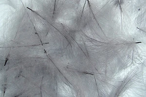 1g Plume Cul de Canard (CDC) Gris bleu/Blue Dun Light fly tying montage mouche - Photo 1/1