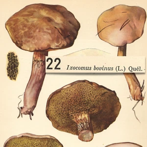 Jersey hongo vaca euro vaca bolete vintage impresión litográfica Otto Uzak 1951 - Imagen 1 de 2