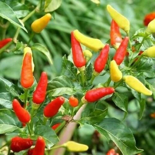 Tabasco 胡椒种子 | 传家宝/非转基因 | 免运费 | 种子店 | 1015 — 第 1/1 张图片