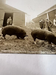 Vtg Postcard 1912 Oregon State Fair #308 First Prize Berkshires - Picture 1 of 4