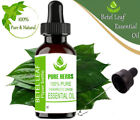 Pure Herbs Betel Leaf 100 % Pure & Natural Piper Betle Essential Oil