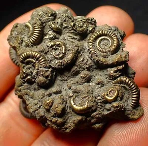 Full pyrite multi-ammonite fossil (45 mm) Jurassic Coast Fossils Charmouth UK - Picture 1 of 9
