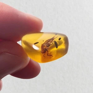 Leafhopper in Burmese / Burmite amber fossil / 100% genuine amber - Picture 1 of 6