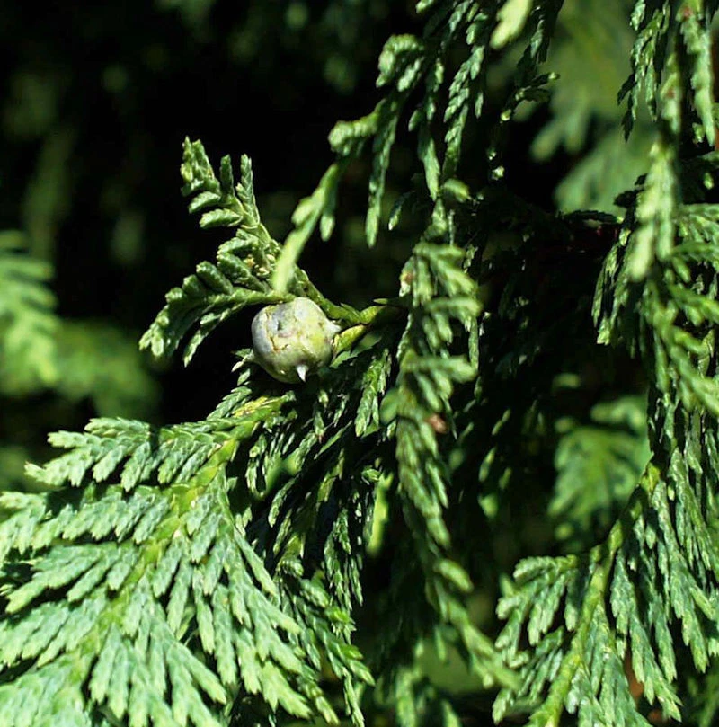 Blaue Nootka Scheinzypresse Glauca 100-125cm - Chamaecyparis nootkatensis - Bild 1 von 1