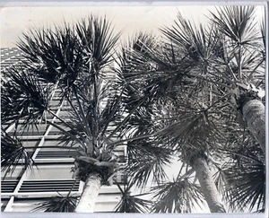 1981 Vintage 8x10 Photograph of Miami by Photographer D. Siegel - Picture 1 of 1