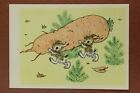 Russian postcard 1970 GOLUBEV. Baby hares and a huge carrot. Russian forest??