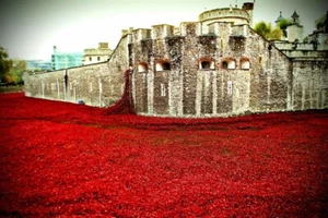 Tower of London Poppy Poppies Blood Swept Lands And Seas Of Red UK Photograph - Picture 1 of 1