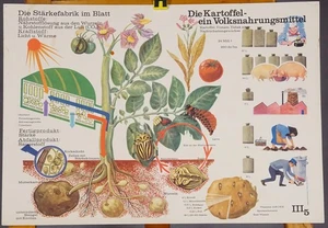 Poster vintage murale tabella da parete pianta di patate cibo popolare campo prato - Foto 1 di 1