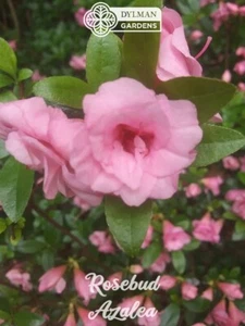 Rosebud Azalea - Rhododendron 'Rosebud' - 8 to 10 inches - Double Pink Flowers - Picture 1 of 13