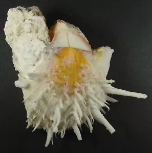SPONDYLUS AMERICANUS 87mm ESPECIMEN SUPER ELECCIÓN en Palm Beach, Florida - Imagen 1 de 2