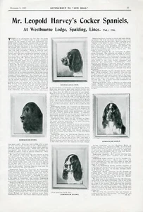COCKER SPANIEL OUR DOGS 1927 KENNEL DOG BREED ADVERT PRINT PAGE b217 - Picture 1 of 1