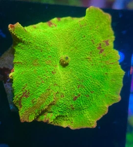 Collector Grade Rainbow Jawbreaker Mushroom Soft Coral - Picture 1 of 2