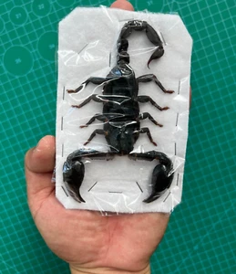 Real Scorpion Beetles Insect Taxidermy Dead Oddities Wholesale Insects Art - Picture 1 of 3