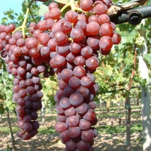 Weinrebe Suffolk red pilzfeste rosa Traube süß kernlos ca. 60-100 cm 3,5 L Topf - Bild 1 von 3