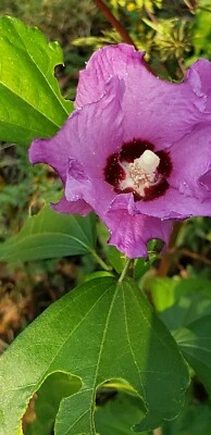 Rose of Sharon seeds - Image 1 of 4