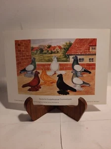 RARE! Color Pigeon Print German Double Crested Trumpeter C. Witzman Artist - Picture 1 of 2