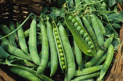 Green Arrow Garden Pea Seeds, High Yielding, NON-GMO, Heirloom, FREE SHIP - Image 1 of 2